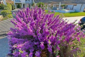 att.SOQvrqaW7KI4jf8Gq4DKiaUTeAsBB-Pe2Jo1UxPXkFc